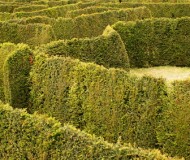 Labyrinthe vert